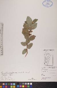 Symphoricarpos occidentalis image