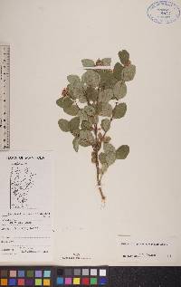 Symphoricarpos occidentalis image