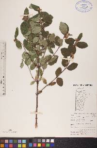 Symphoricarpos occidentalis image