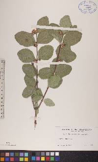 Symphoricarpos occidentalis image