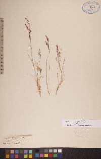 Agrostis mertensii image