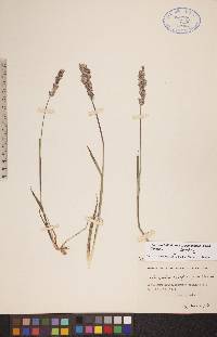 Arctagrostis latifolia subsp. latifolia image