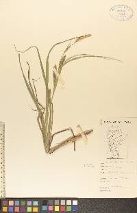 Carex atherodes image