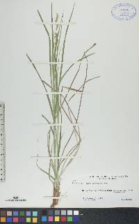 Carex sprengelii image