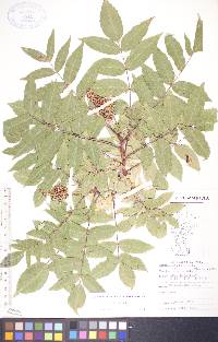 Rhus glabra var. borealis image