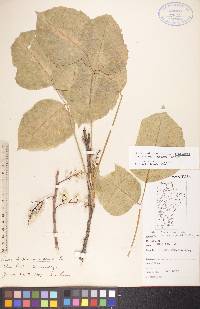 Toxicodendron rydbergii image