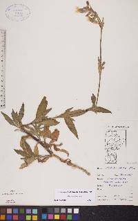 Silene latifolia image