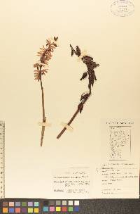 Corallorhiza striata image