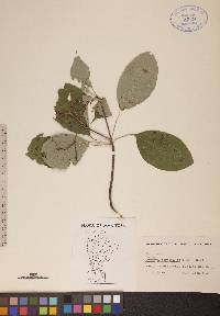 Cornus alternifolia image