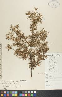 Taxus canadensis image