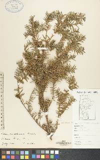 Taxus canadensis image