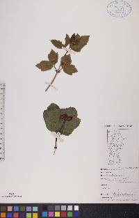 Viburnum edule image