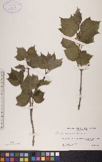 Viburnum edule image