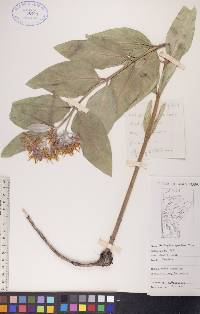 Asclepias speciosa image