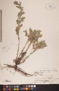 Artemisia absinthium image