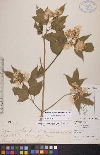 Viburnum trilobum image