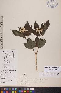 Viburnum trilobum image