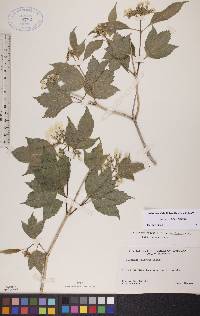 Viburnum trilobum image