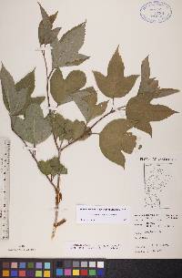 Viburnum trilobum image