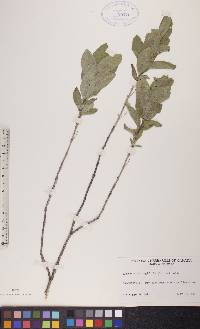 Lonicera oblongifolia image