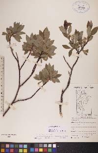 Salix planifolia image