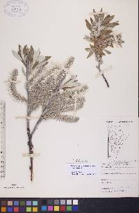 Salix alaxensis image