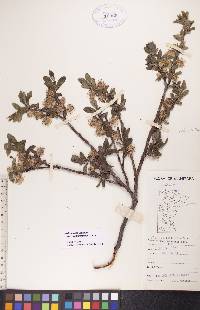 Salix glauca image