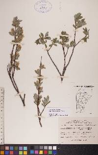 Salix glauca image