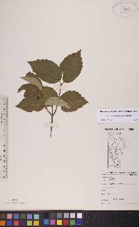 Viburnum rafinesqueanum image