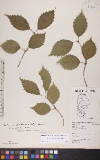 Viburnum rafinesqueanum image