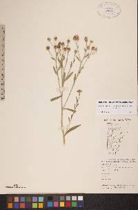 Boltonia asteroides image