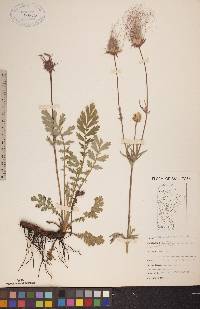 Geum triflorum image