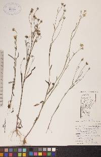 Crepis tectorum image