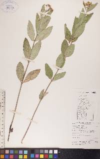 Asclepias ovalifolia image