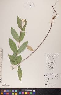 Asclepias ovalifolia image