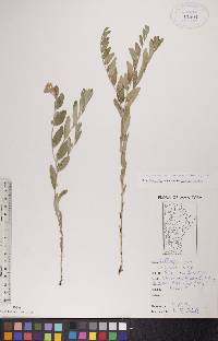 Lithospermum canescens image