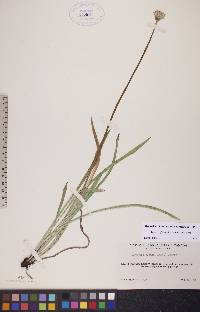 Agoseris glauca image