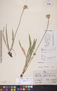 Agoseris glauca var. dasycephala image