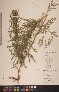 Artemisia biennis image