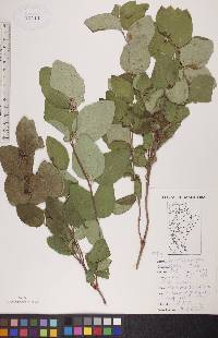 Symphoricarpos occidentalis image