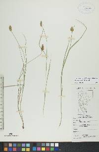 Carex crawfordii image