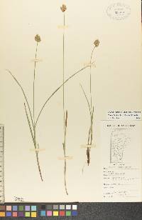 Carex bebbii image