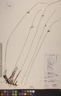 Juncus balticus subsp. littoralis image