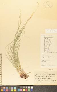 Carex assiniboinensis image