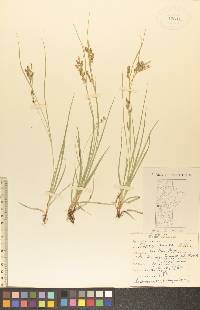 Carex aurea image