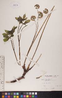 Aralia nudicaulis image