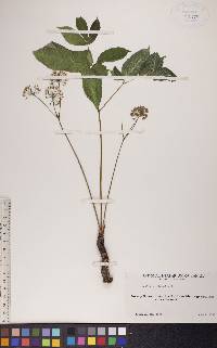 Aralia nudicaulis image