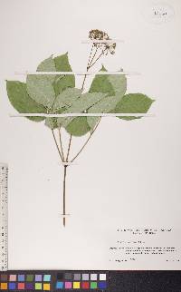 Aralia nudicaulis image