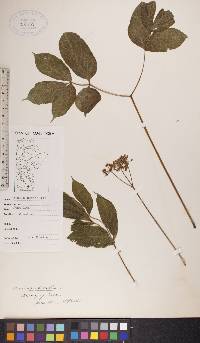 Aralia nudicaulis image