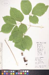 Aralia nudicaulis image